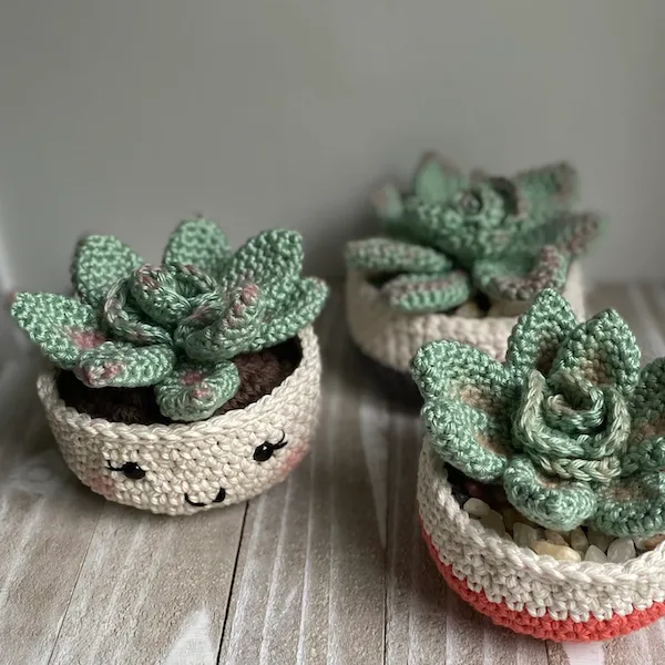 Rosette Succulent