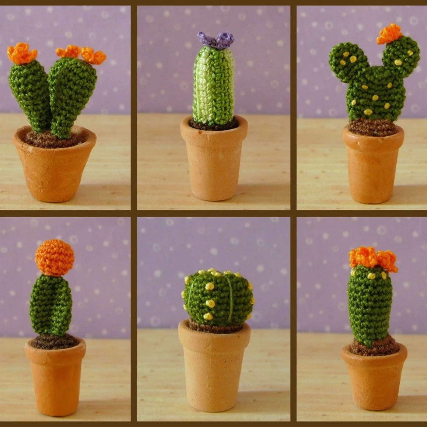 Miniature Cactus Plants