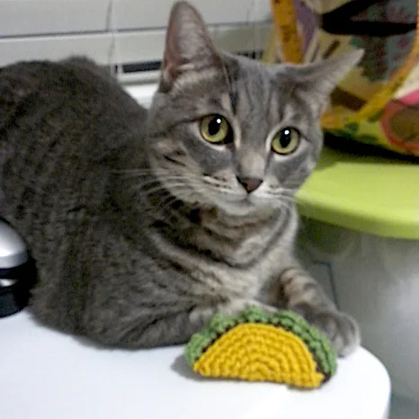 Taco Cat Toy