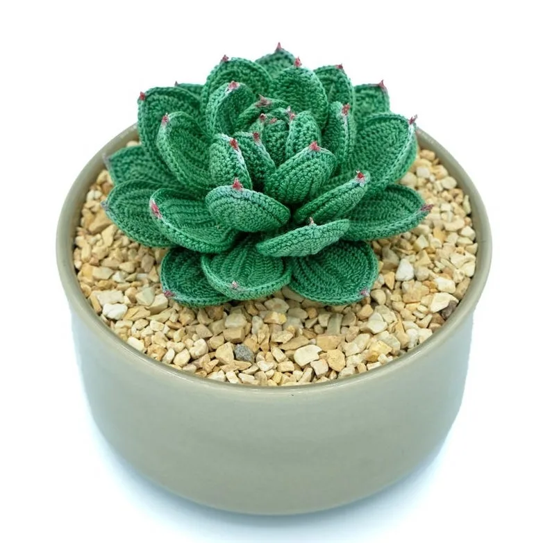Crochet Succulent