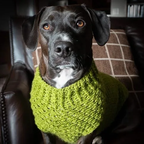 Dandy Dog Sweater
