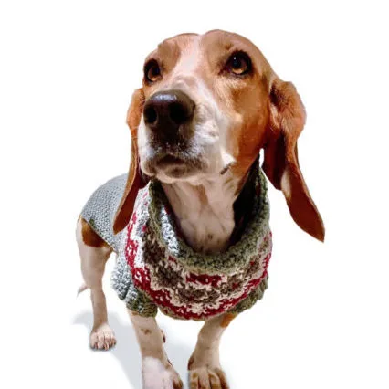 Crochet Family Dog Sweater (Video)